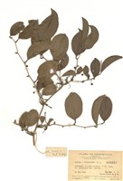 藏品(菝契屬)的圖片